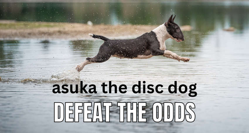 asuka the disc dog